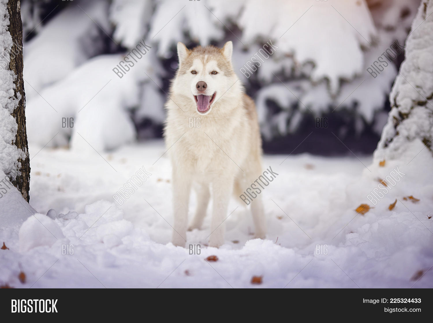 Image Preview