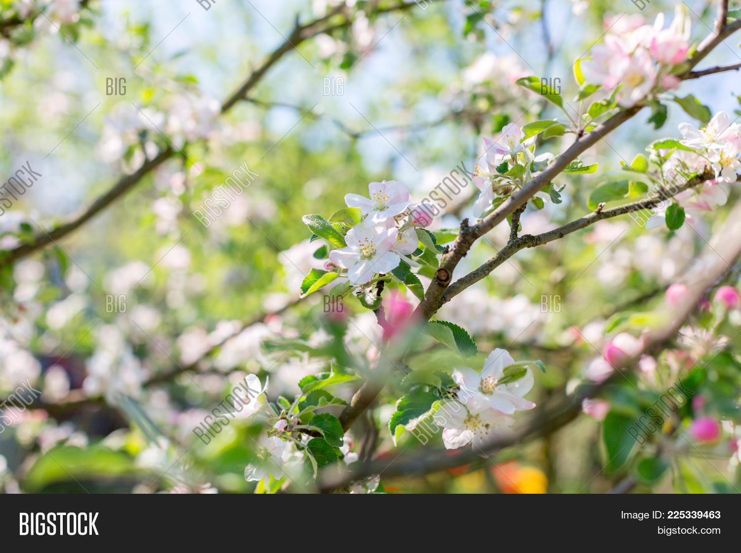 Image Preview