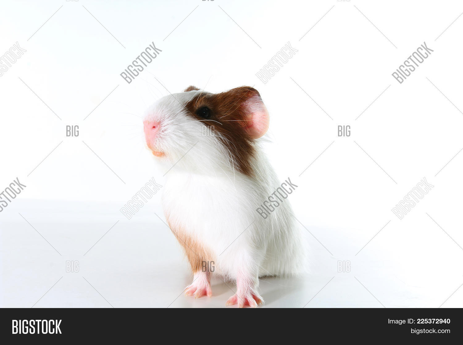 Image Preview