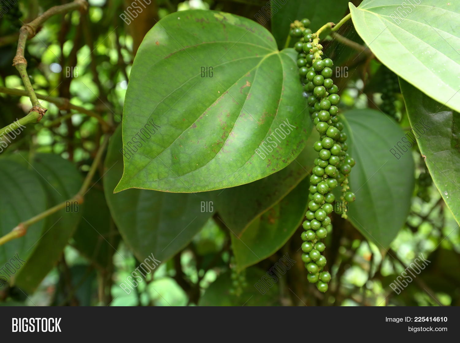 Black Pepper Plant Sri Image & Photo (Free Trial) Bigstock