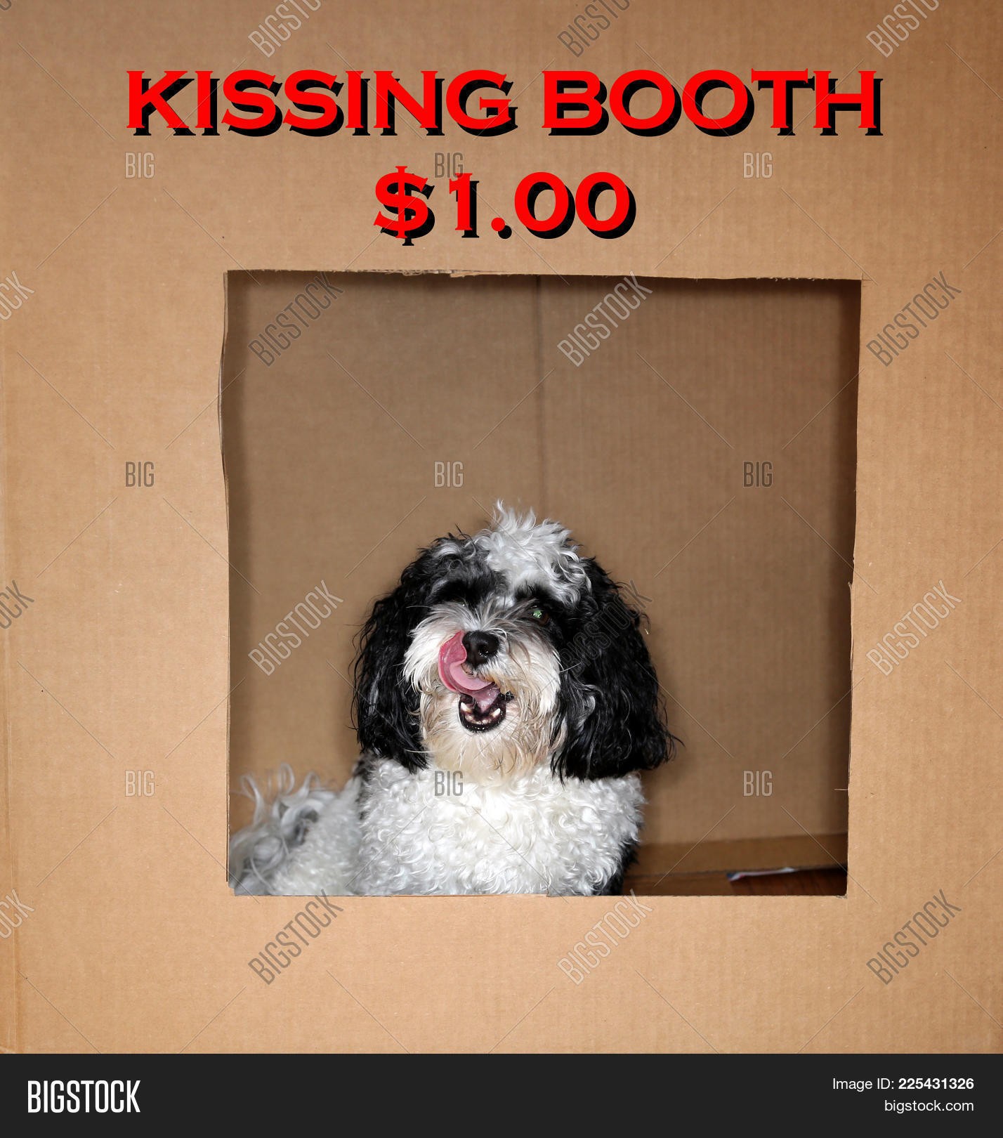 Dog Kissing Booth Image & Photo (Free Trial) Bigstock