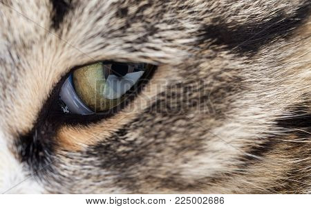 Extreme close-up of green cat's eye. . Photos in the studio