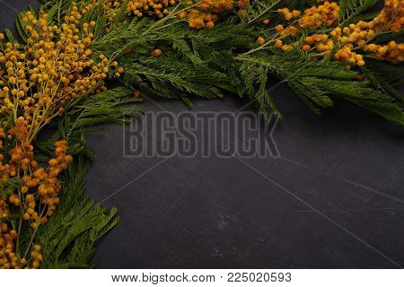 Fresh mimosa flowers on black stone background