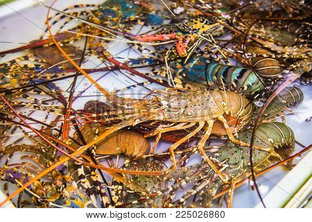 Spiny Lobster, shrimp fresh seafood market Thailand