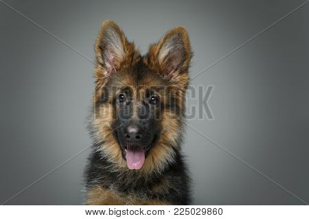 beautiful 4 month old german shepard puppy dog on grey background. copy space.