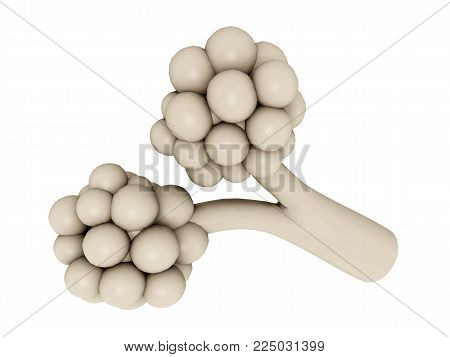 Computer generated 3D illustration with pulmonary alveolus isolated on white background