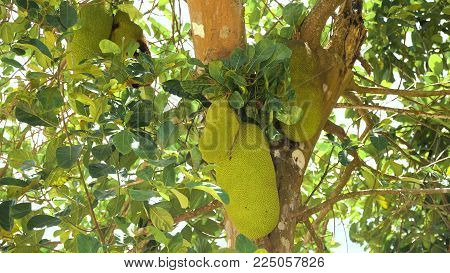 Jackfruit Tree and young Jackfruits. Tree branch full of jack fruits. Philippines, Palawan, Busuanga.