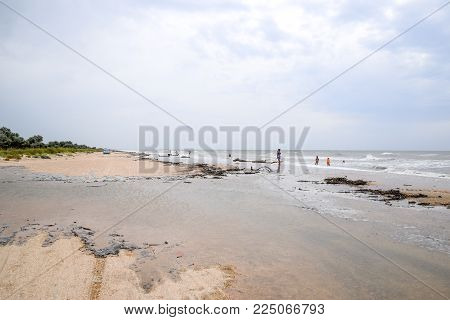 Coast of the sea after a storm. Thrown the trees ashore.