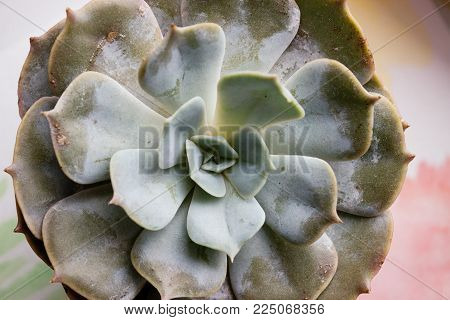 The succulent plant 