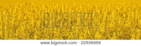 Champ de canola sur un après-midi de printemps ensoleillé