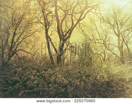 Snowy trees in murky yellow light. Urban winter.