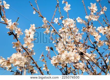 Branches of a blooming almond tree in early spring on the blue sky background. Horizontal. Selective focus. Daylight.