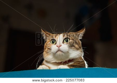 Pretty ginger cat pricked up ears in the alert. Surprised cat, wide opened eyes, funny emotions.