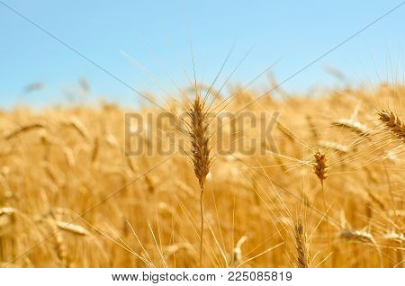 Golden Ear Of Ripe Wheat In Front Of Vlue Sky