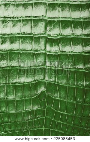 White With Green Snake Skin.python Skin Texture