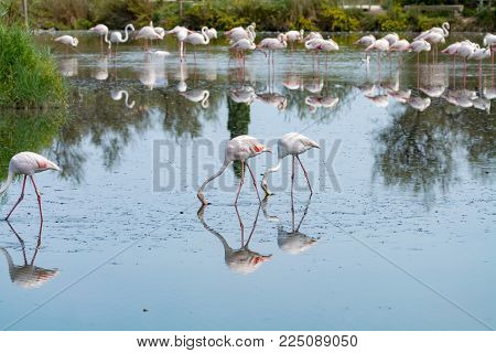 Wild Birds Big Pink Flamingo In National Park, Provence, France