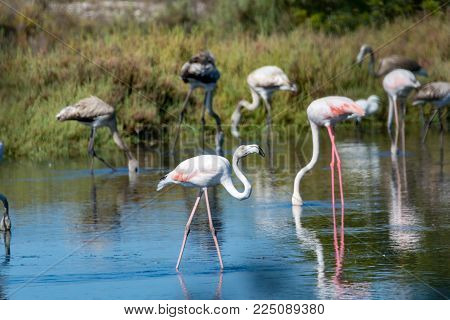Wild Birds Big Pink Flamingo In National Park, Provence, France