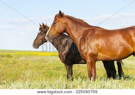 Portrait Of A Wild Horse