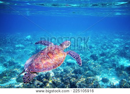 Sea tortoise in blue water above coral reef. Tropical sea nature of exotic island. Green sea turtle in blue sea water. Green tortoise in tropical lagoon. Underwater photo of cute marine animal turtle