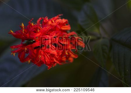 Red flowers and green leaves in sunset sun. Exotic flower in tropical garden. Red tropical flower closeup photo. Exotic island nature. Blooming summer garden. Exotic holiday escape destination place