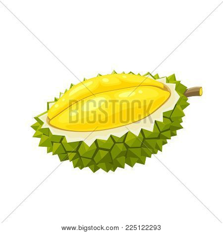 Summer tropical fruits for healthy lifestyle. Durian, half of fruit. Vector illustration cartoon flat icon isolated on white.