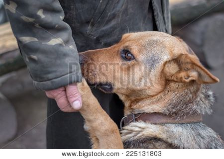 a man holds a dog's paw in his hand, a dog trusts a person, a person trains a dog
