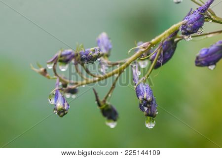 Larkspur purple flowers, Delphinium elatum with water drops after rain in a garden, close up
