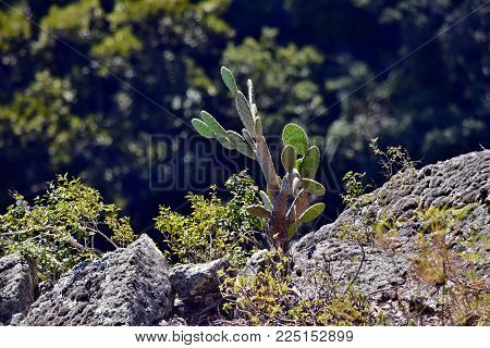 Landscape In Bunya National Park