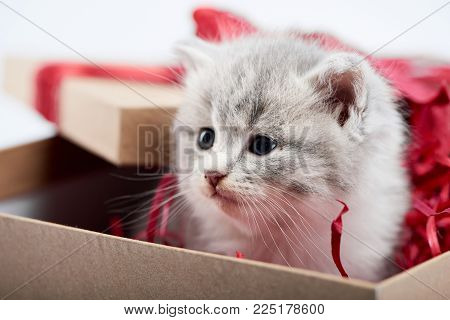 Closeup of little cute fluffy grey kitten sitting in decorated cardboard borthday box as present for special occasion. Red bow valentine adorable charming playful cat cuteness happiness funny kittycat