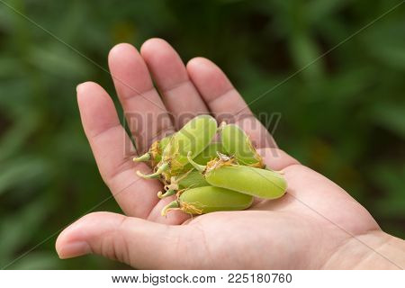 Sunn Hemp or Crotalaria juncea Mature seed pod in hand, (closeup) Thailand