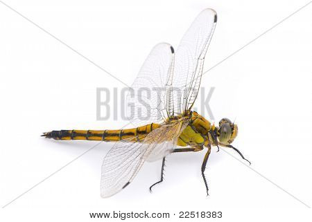 Orthetrum cancellatum แมลงปอหางดำแหล่งหญิงบนพื้นหลังสีขาว