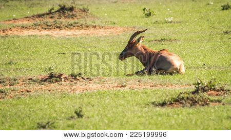 Common Tsessebe On A Grass Field In Masai Mara
