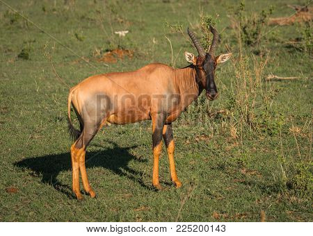 Common Tsessebe On A Grass Field In Masai Mara