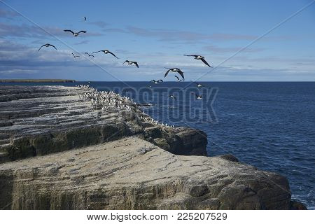 Large group of Imperial Shag (Phalacrocorax atriceps albiventer) on the coast of Bleaker Island on the Falkland Islands