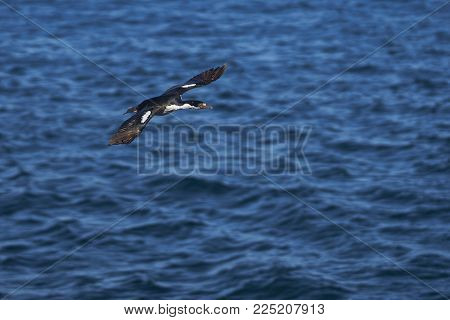 Imperial Shag (phalacrocorax Atriceps Albiventer) Flying Over The Sea On The Coast Of Bleaker Island