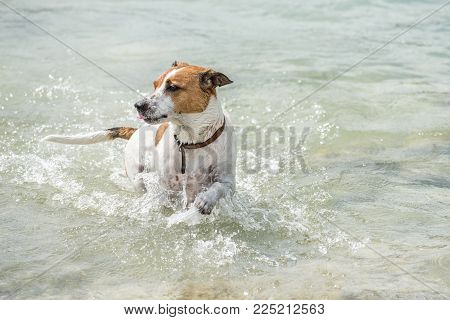 Happy six-year-old Danish Swedish Farmdog playing fetch in water during summer in Sweden. This breed, which originates from Denmark and southern Sweden is lively and friendly.