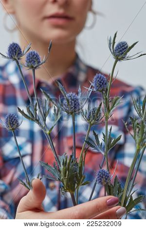 Beautiful flower eryngium in a girl's hand