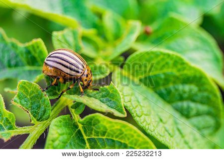 Colorado beetle eats green potato leaves. Garden insect pest. Vegetable stubs. Natural gardening background with selective focus.