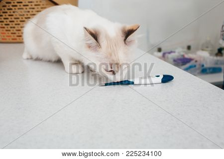cat, temperature measurement, in a veterinary clinic
