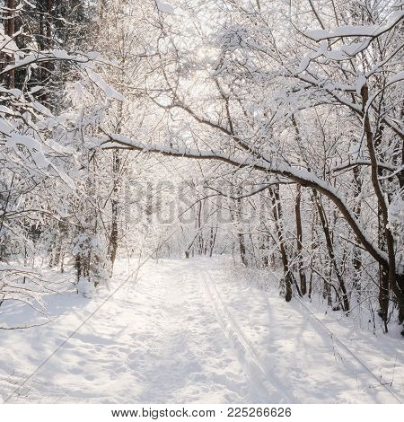 Landscape with the omage of a winter forest