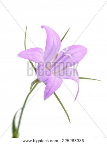 Wild rampion bellflower Flower (Campanula rapunculus) isolated on white
