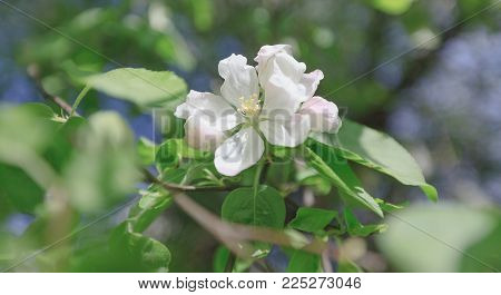 Spring, Apple Blossoms, White, Pink Flowers Sunlight Retro Pastel