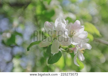 Spring, Apple Blossoms, White, Pink Flowers Sunlight