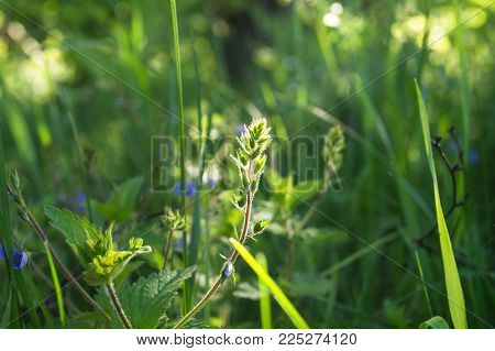 Morning Sunlight On The Young Fleecy Buds Of Germander Speedwell Or Veronica Chamaedrys Close Up.