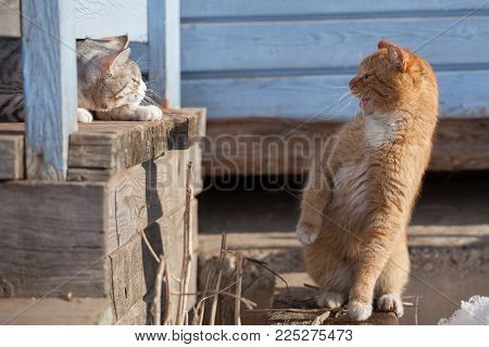 the mistrustful cat sits on a porch and lours