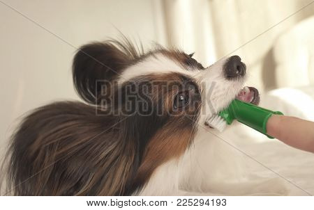 Young dog breeds Papillon Continental Toy Spaniel brushes teeth with a toothbrush
