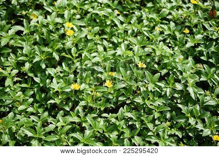 Green Leaf With Daisy Floers Vidid Patter Nature Background