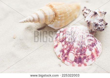 Enjoying vacation mood, sea shells on white sand background. Space for a text or product display, top view.