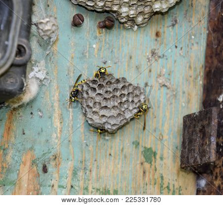 Nest of wasps in the old electrical switchboard. Wasp polist