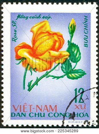 Ukraine - circa 2018: A postage stamp printed in Vietnam show Purple rose or Rosa hybr-rosaceae. Series: Roses. Circa 1968.